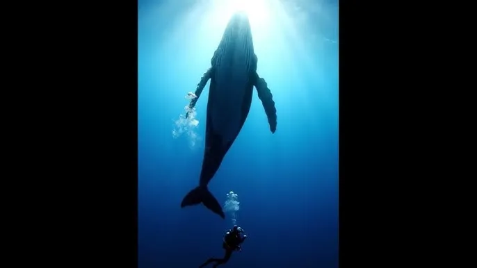 一不小心爱上你电视剧免费播放 - 深蓝星球：探索海洋深处的未知世界